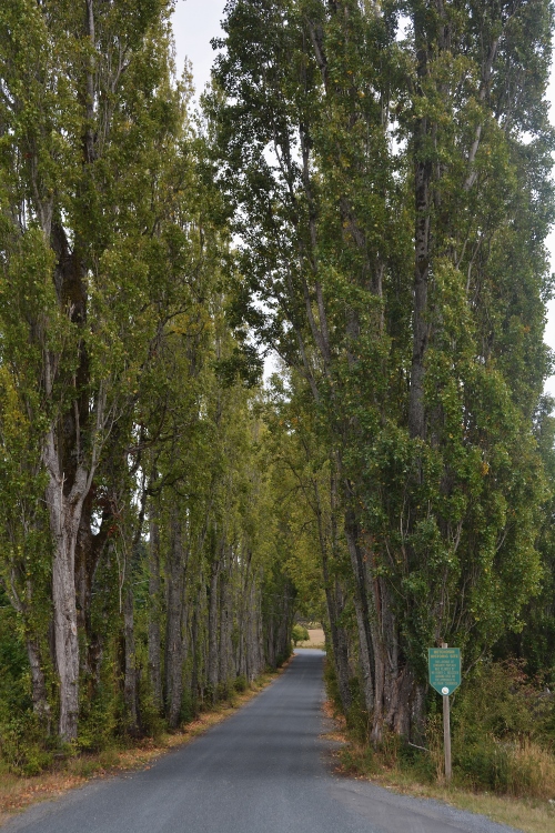 lombardy poplars lane